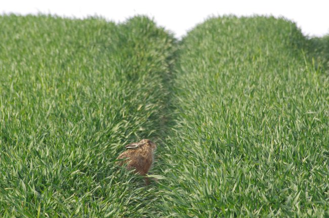 ../previews/011-im_Feld.jpg.medium.jpeg