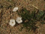 ../thumbnails/035-R0022439.JPG.small.jpeg
