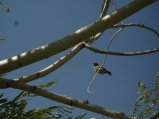 ../thumbnails/120-R0022736.JPG.small.jpeg