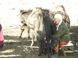 ../thumbnails/144-R0022326.JPG.small.jpeg