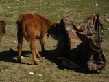 ../thumbnails/150-R0022509.JPG.small.jpeg