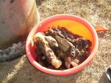 ../thumbnails/195-R0022708.JPG.small.jpeg