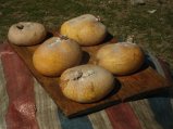 ../thumbnails/246-R0022528.JPG.small.jpeg