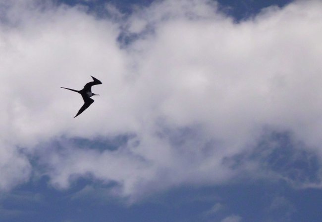 ../previews/003-Fregattvogel.JPG.medium.jpeg